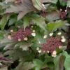 Viburnum Sargentii Onondaga - Viorne -Fleurs & Plantes Soldes Boutique viburnum sargentii onondaga 7960 1