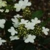 Viorne - Viburnum Plicatum Watanabe 2 Viorne - Viburnum Plicatum Watanabe -Fleurs & Plantes Soldes Boutique viorne viburnum plicatum watanabe PC douce 1