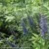 Vitex Agnus-castus Blue Didley® - Gattilier -Fleurs & Plantes Soldes Boutique vitex agnus castus blue didley 85467 1