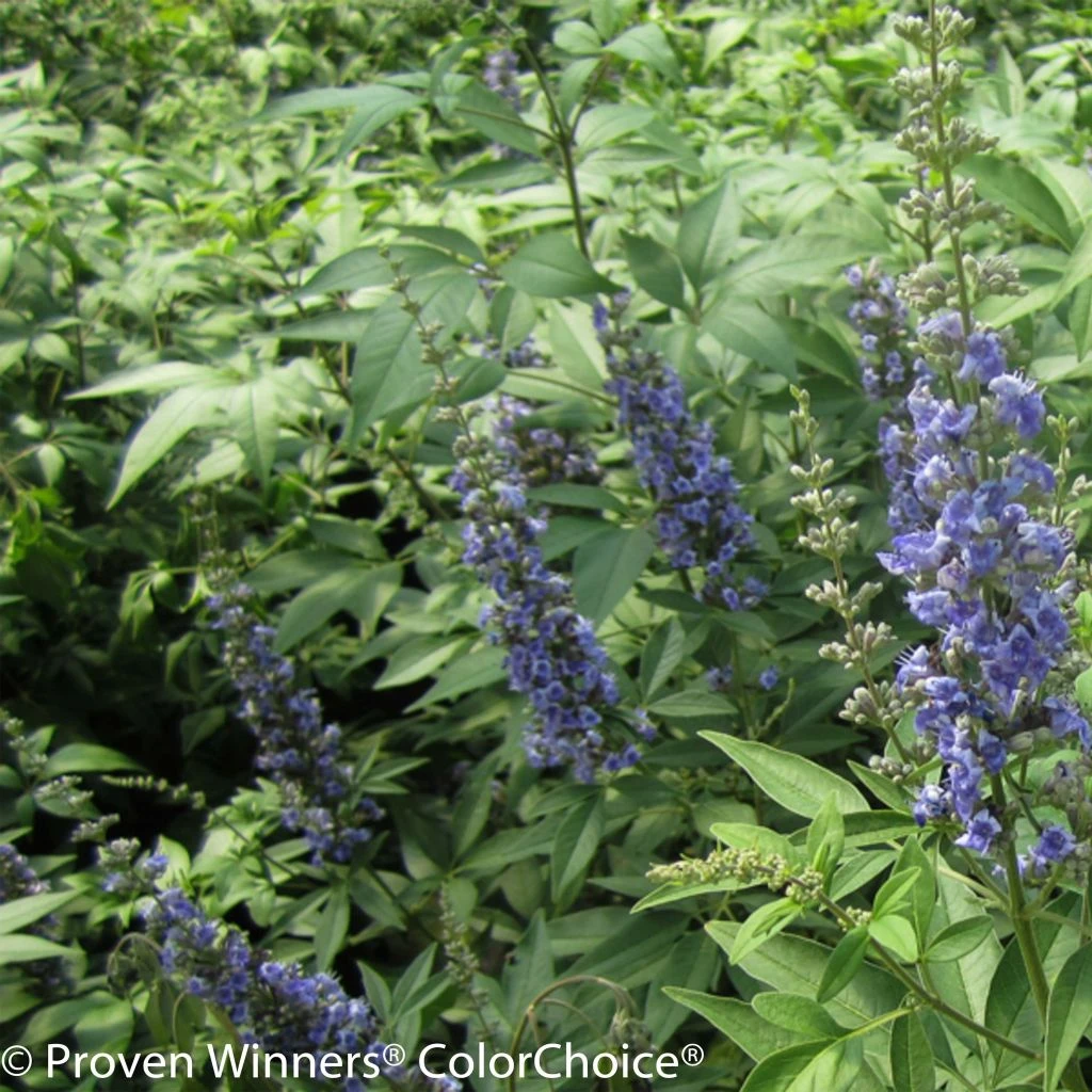 Vitex Agnus-castus Blue Didley® - Gattilier 3 Vitex Agnus-castus Blue Didley® - Gattilier