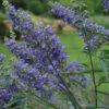 Vitex Agnus-castus Delta Blues - Gattilier 1 Vitex Agnus-castus Delta Blues - Gattilier -Fleurs & Plantes Soldes Boutique vitex agnus castus delta blues 81424 1