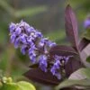 Vitex Agnus-castus Flip Side - Gattilier -Fleurs & Plantes Soldes Boutique vitex flip side copyright f