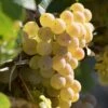 Vigne Fragola Bianca - Vitis Vinifera -Fleurs & Plantes Soldes Boutique vitis vinifera fragola bianca 86451 1