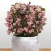 Weigela Florida Vintage Love 2 Weigela Florida Vintage Love -Fleurs & Plantes Soldes Boutique weigela florida vintage love 16350 1