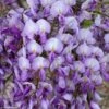 Glycine Grande Diva Barbara - Wisteria (x) Venusta -Fleurs & Plantes Soldes Boutique wisteria barbara if minier 16060 1