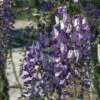 Glycine Du Japon - Wisteria Floribunda Domino Ou Issai -Fleurs & Plantes Soldes Boutique wisteria floribunda domino 771557 1