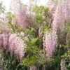 Glycine Du Japon - Wisteria Floribunda Honbeni (Rosea, Pink Ice) -Fleurs & Plantes Soldes Boutique wisteria floribunda rosea 771556 1