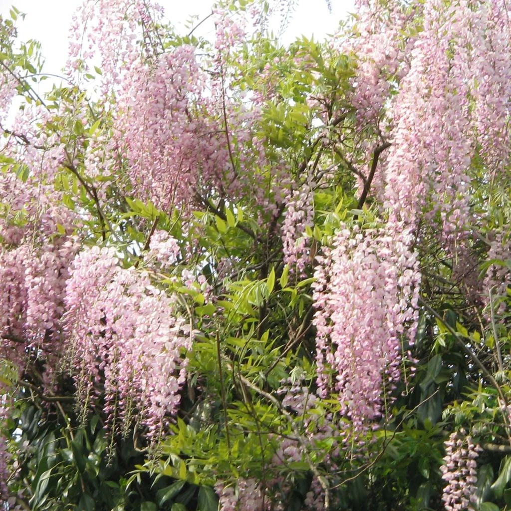 Glycine Du Japon - Wisteria Floribunda Honbeni (Rosea, Pink Ice) 3 Glycine Du Japon - Wisteria Floribunda Honbeni (Rosea, Pink Ice)