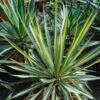 Yucca Bright Star - Yucca Panaché -Fleurs & Plantes Soldes Boutique yucca bright star 850632 1