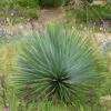 Yucca Rostrata -Fleurs & Plantes Soldes Boutique yucca rostrata 834932 1
