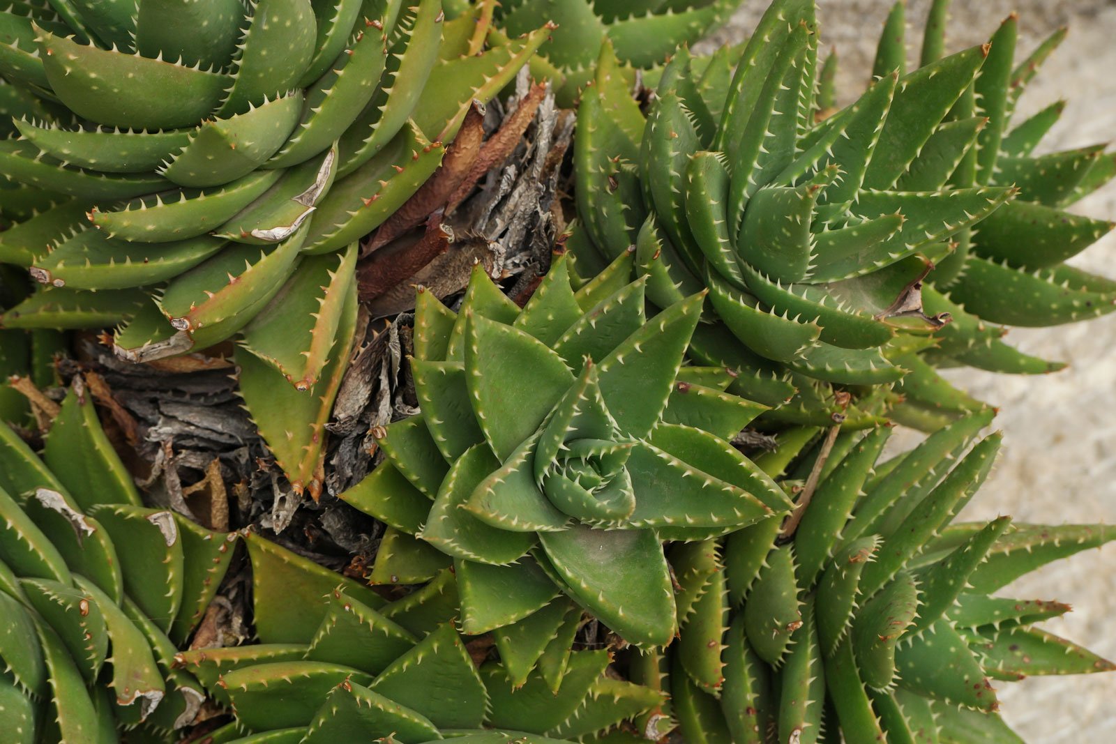 Fleurs & Plantes Soldes Boutique 22 Fleurs & Plantes Soldes Boutique -Fleurs & Plantes Soldes Boutique Aloe perfoliata 1