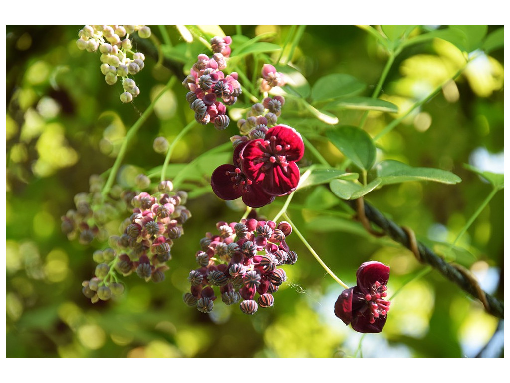 Fleurs & Plantes Soldes Boutique -Fleurs & Plantes Soldes Boutique akebia longeracemosa x trifoliata